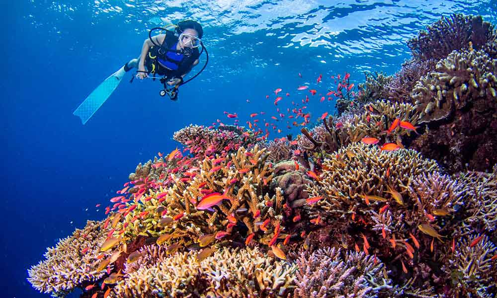 Scuba diver exploring a vibrant coral reef